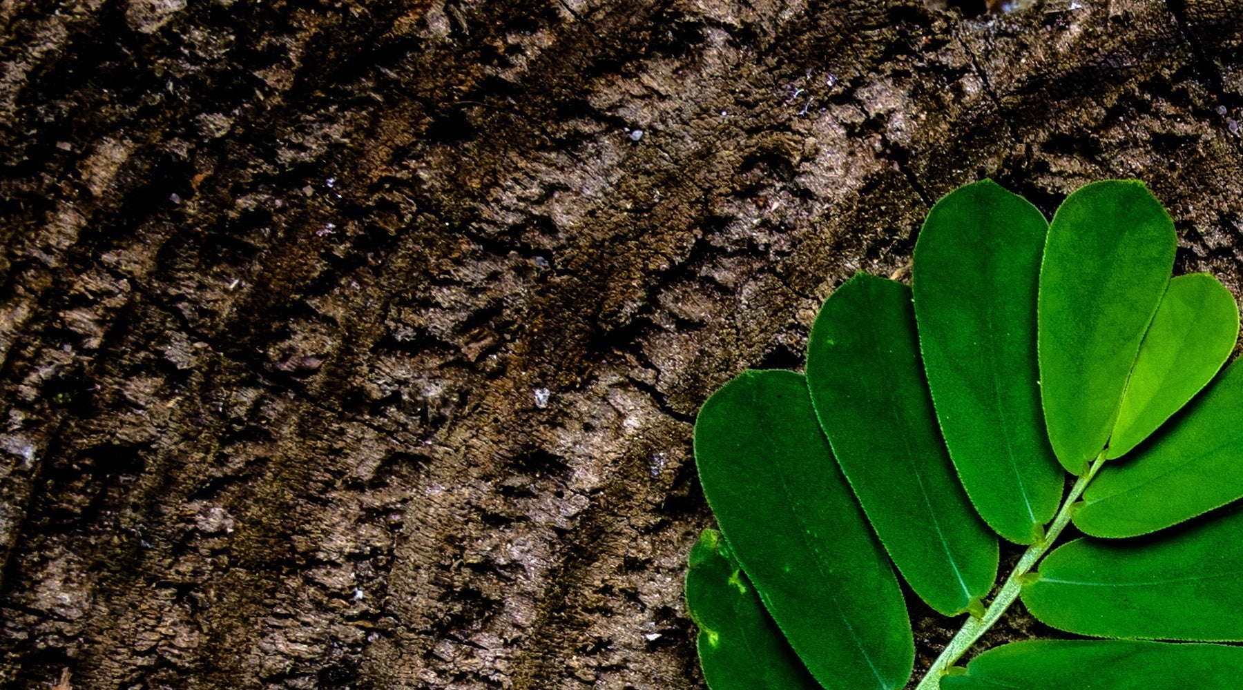 Догляд за дерев'яними меблями: продовжуємо життя улюблених речей