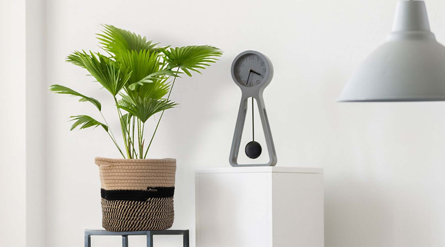 Рослини в інтер'єрі