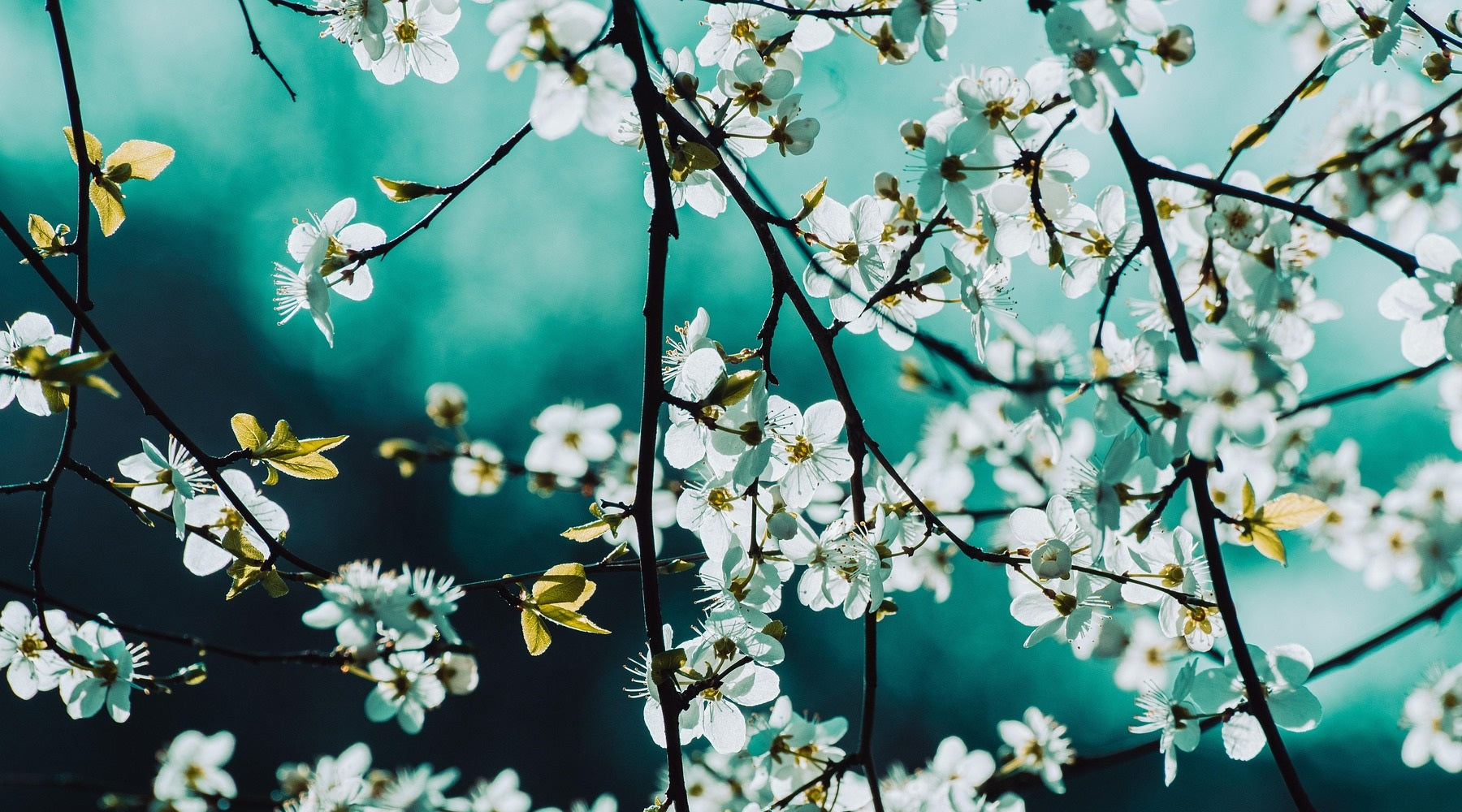 Весняне оновлення інтер'єру: тренди у меблях 2026